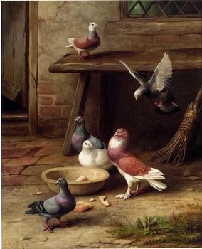 unknow artist Pigeons 194 Germany oil painting art